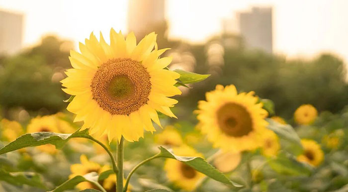 【肺癌诊疗先锋】第十七期:抗癌路上,医患携手同行——一场用爱与信念书写的生命奇迹